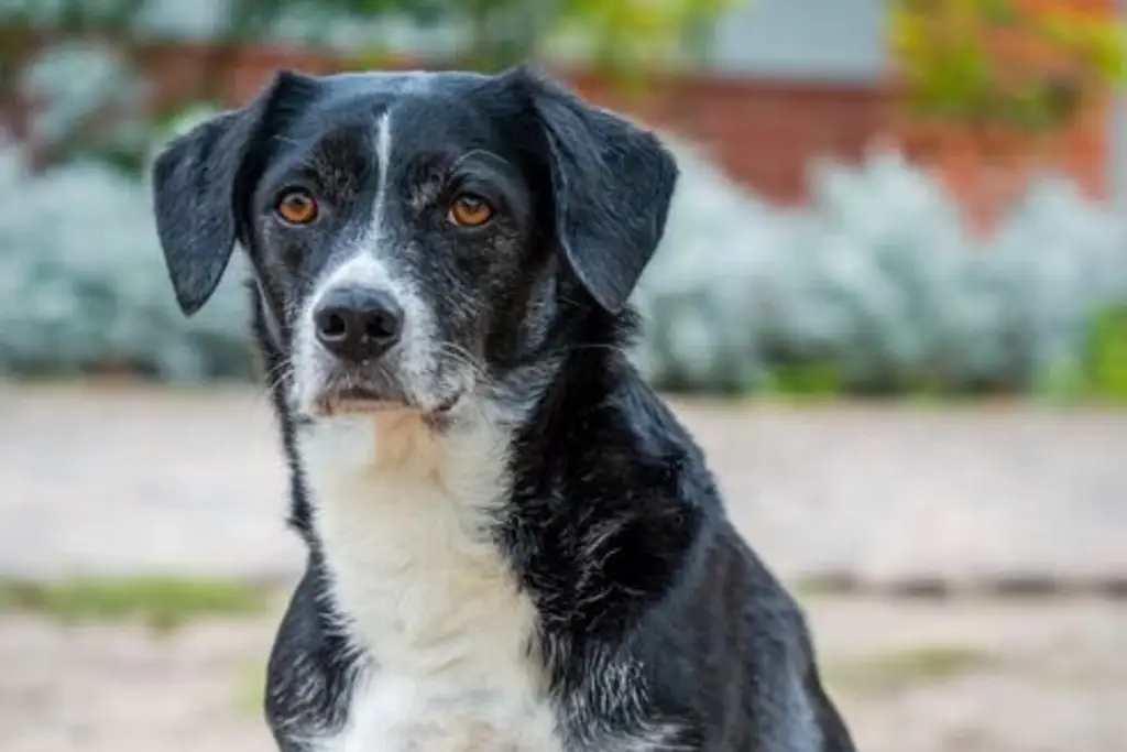 Imagen ¿Quieres adoptar un perro? Checa qué debes de tomar en cuenta 