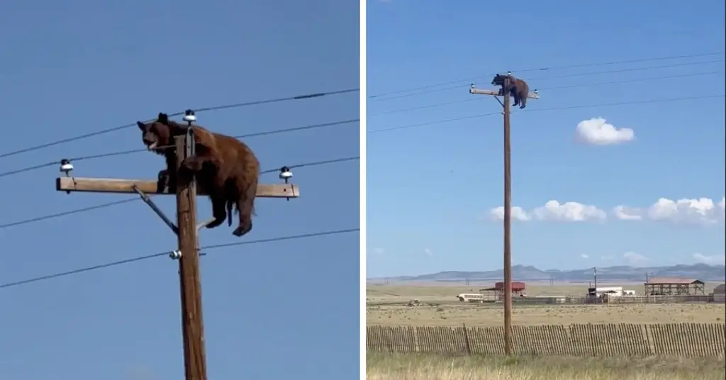 Imagen Muere oso arriba de un poste de electricidad; esto fue lo que ocurrió