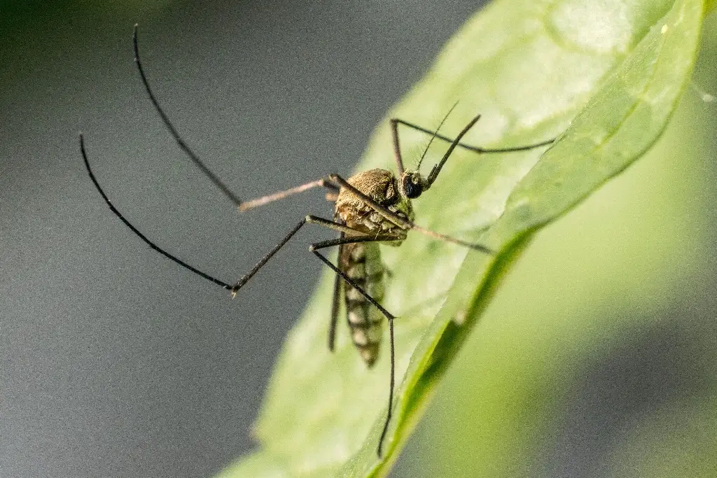 Imagen ¿Cómo busca Veracruz frenar el dengue? Alistan estrategia en los 212 municipios