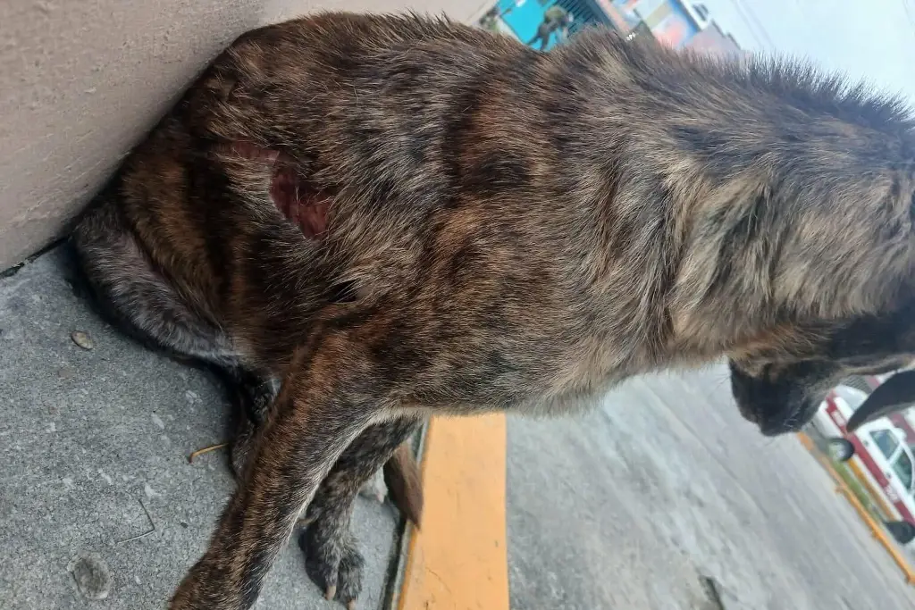 Imagen ¿Qué pasó con Yena? El perro que sufrió quemaduras en Veracruz 