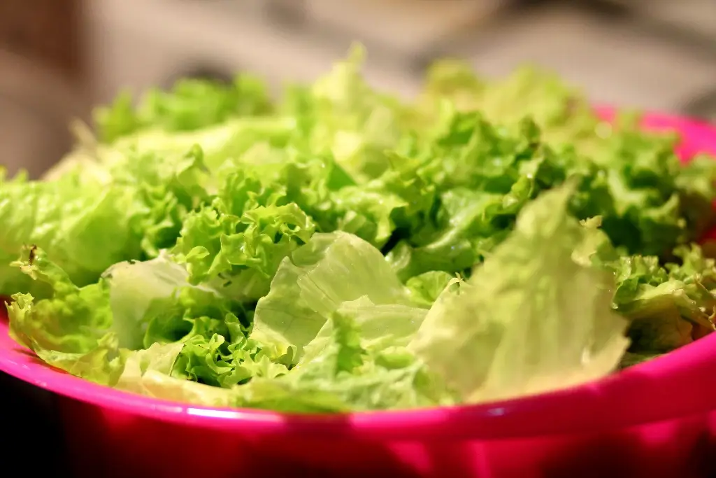 Imagen ¿Es peligroso comer lechuga? Gastroenterólogo responde tras alerta por Cyclospora