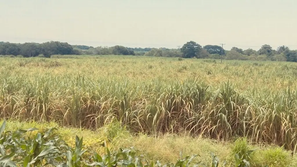 Imagen ¿Qué pone en riesgo los cañaverales de Veracruz? Ya suma 10 mil hectáreas afectadas