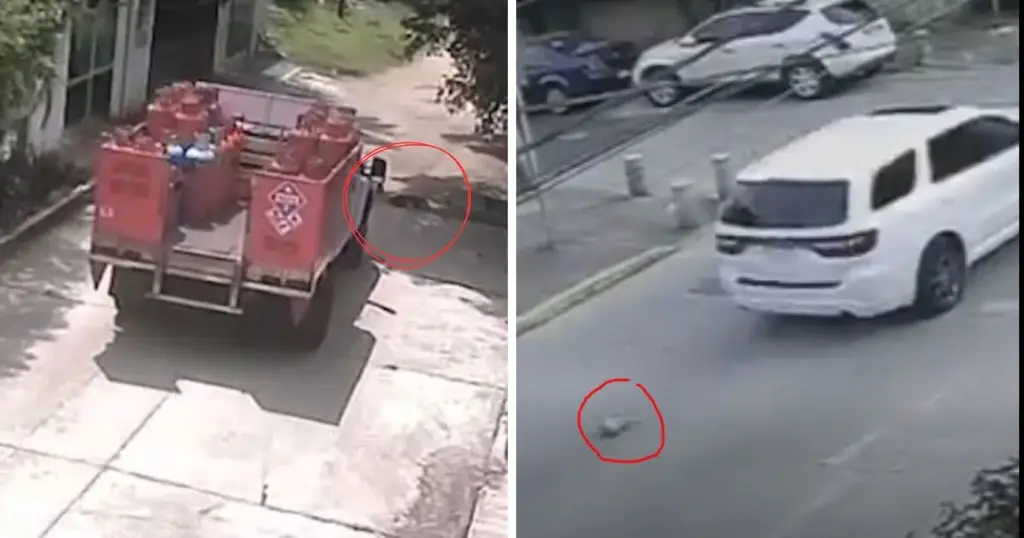 Imagen Crueldad animal en Xalapa: gato y perro atropellados en casos diferentes ocurridos el mismo día