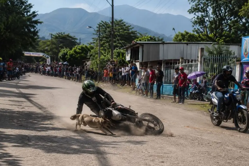 Imagen Durante arrancones, motociclista atropella a perro en Tezonapa (VIDEO)