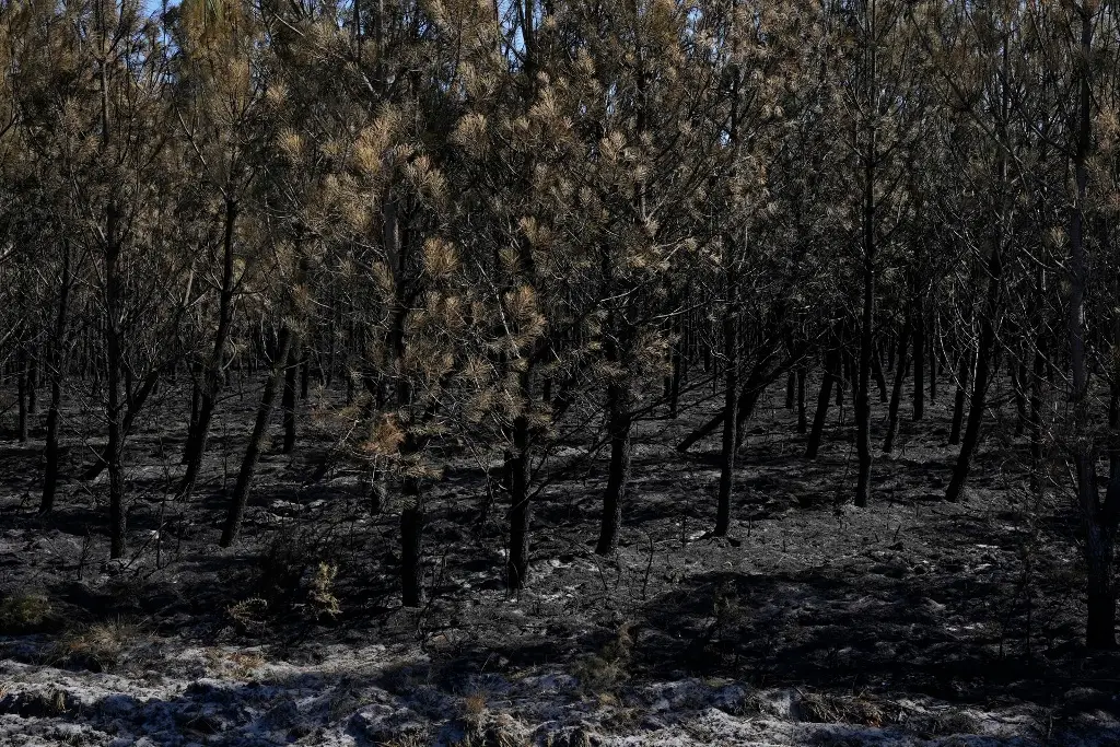 Imagen Incendio en Francia deja pérdidas millonarias y caída del turismo