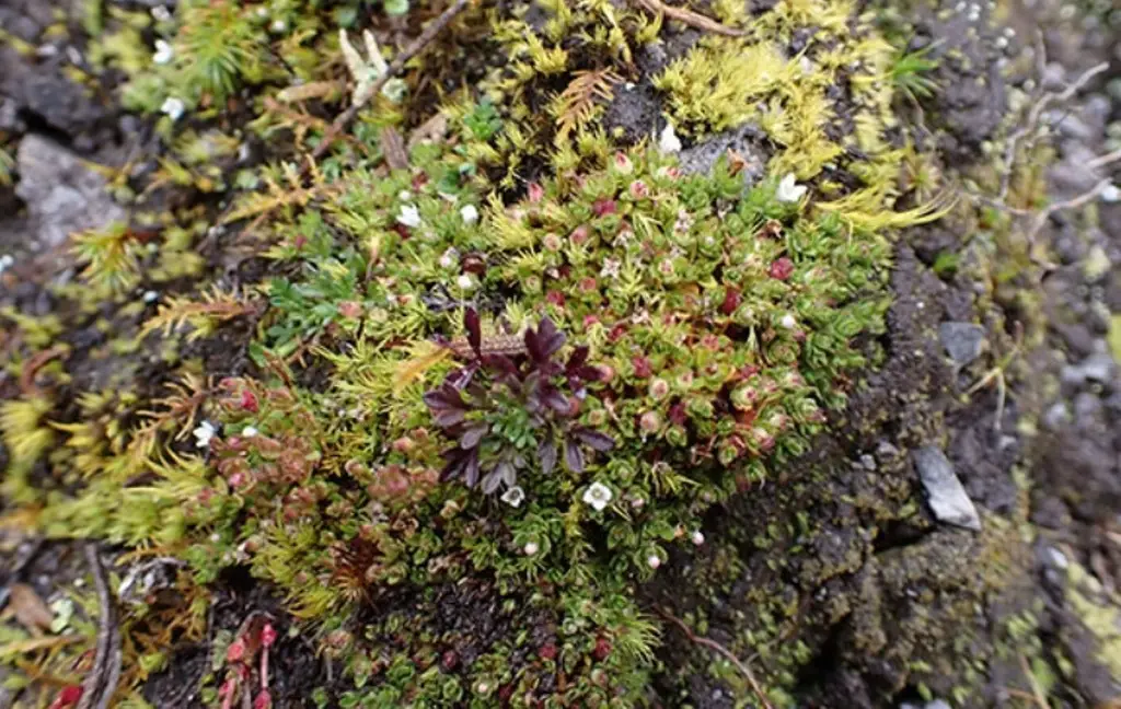 Imagen UNAM descubre nueva especie de planta; esto es lo que se sabe 