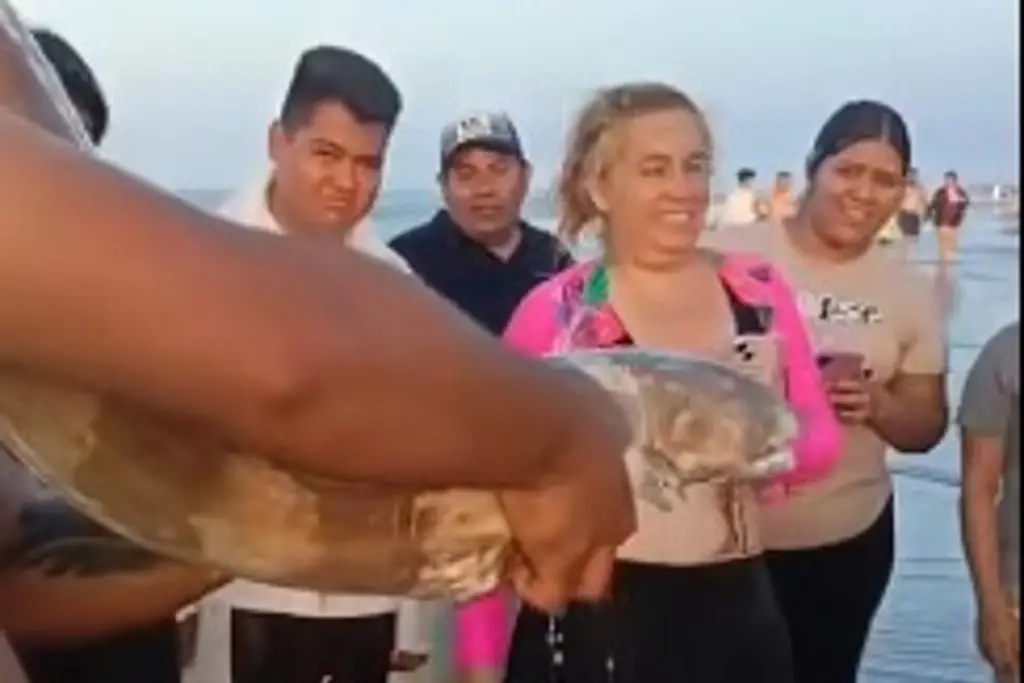 Imagen Hallan extraña especie de pez en playa de Veracruz; bañistas miran con asombro (+Video)