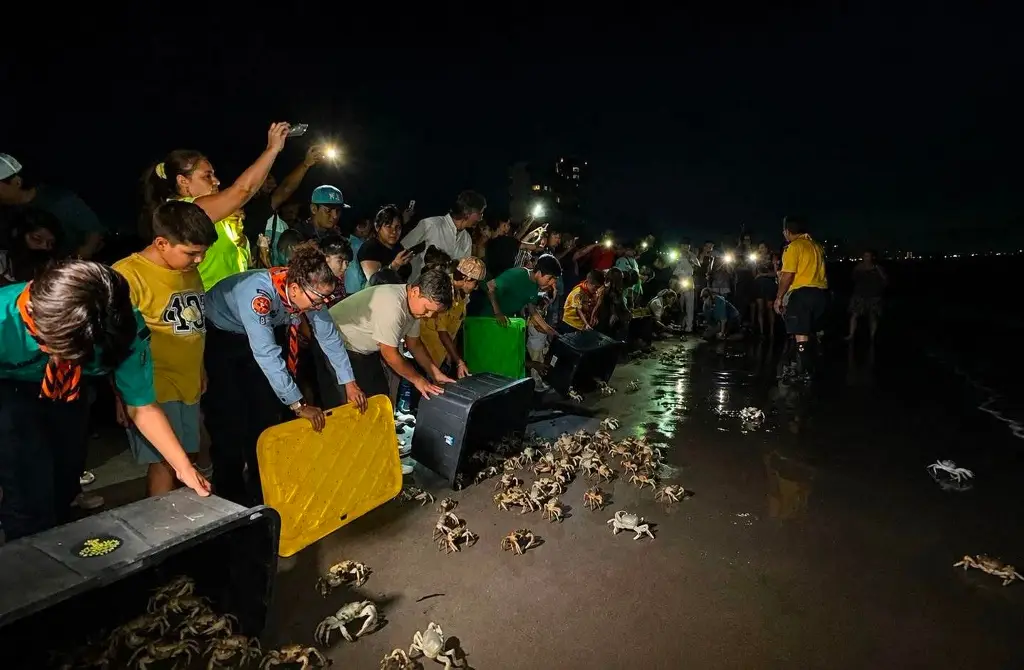 Imagen El cangrejo azul resiste, pero su población disminuye en la Riviera Veracruzana