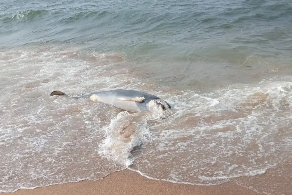 Imagen Hallan sin vida a delfín en playa al sur de Veracruz 