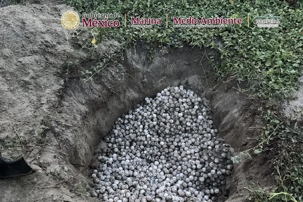 Imagen Recuperan más de 5 mil huevos de tortuga golfina tras intento de saqueo en Oaxaca