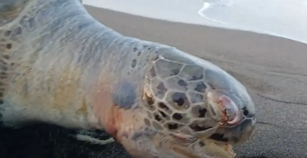 Imagen Hallan tortuga muerta con huevos en playas de Nautla 
