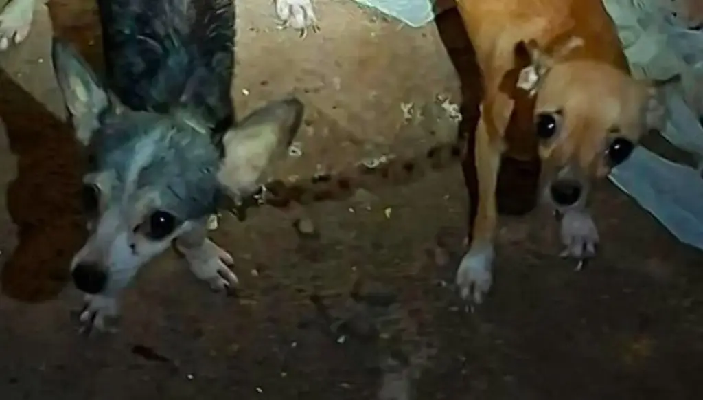 Imagen Lo que encontraron junto a estos perritos encadenados y desnutridos causó indignación