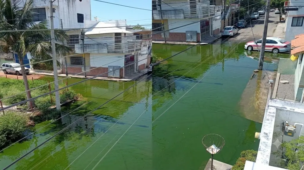 Imagen Viven rodeados de agua verde: denuncian agua estancada por días en colonia Revolución