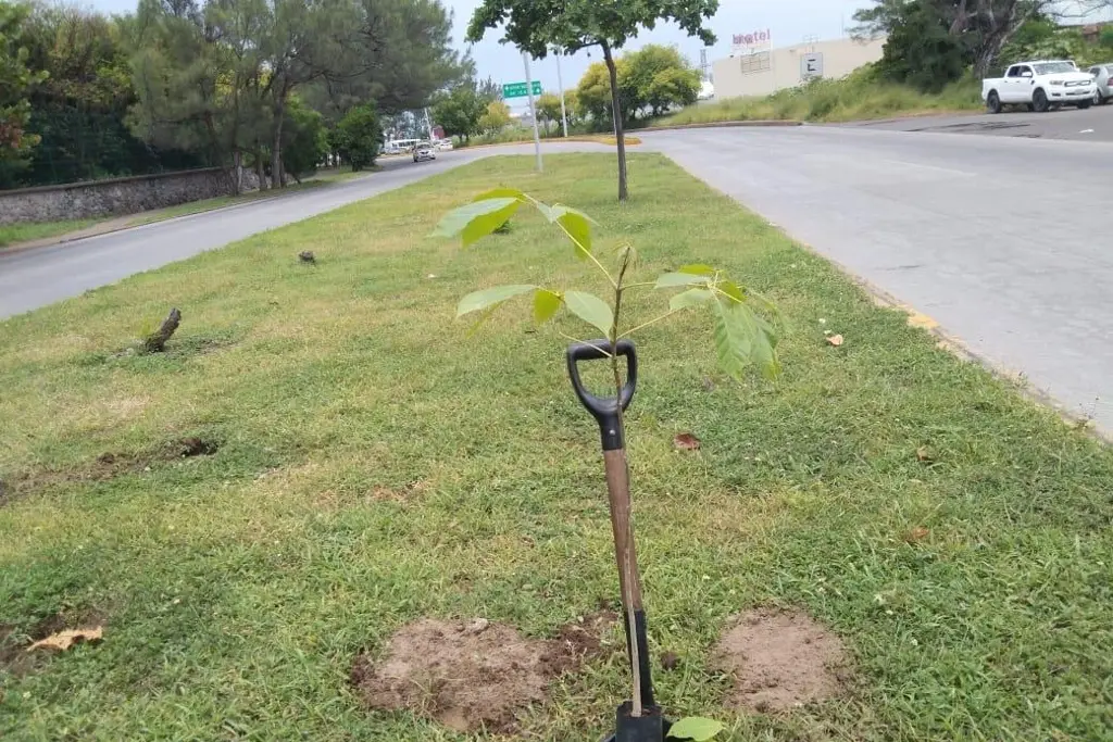 Imagen Veracruz se llenará de color: anuncian siembra de guayacanes, robles rosas y árboles para combatir el calor