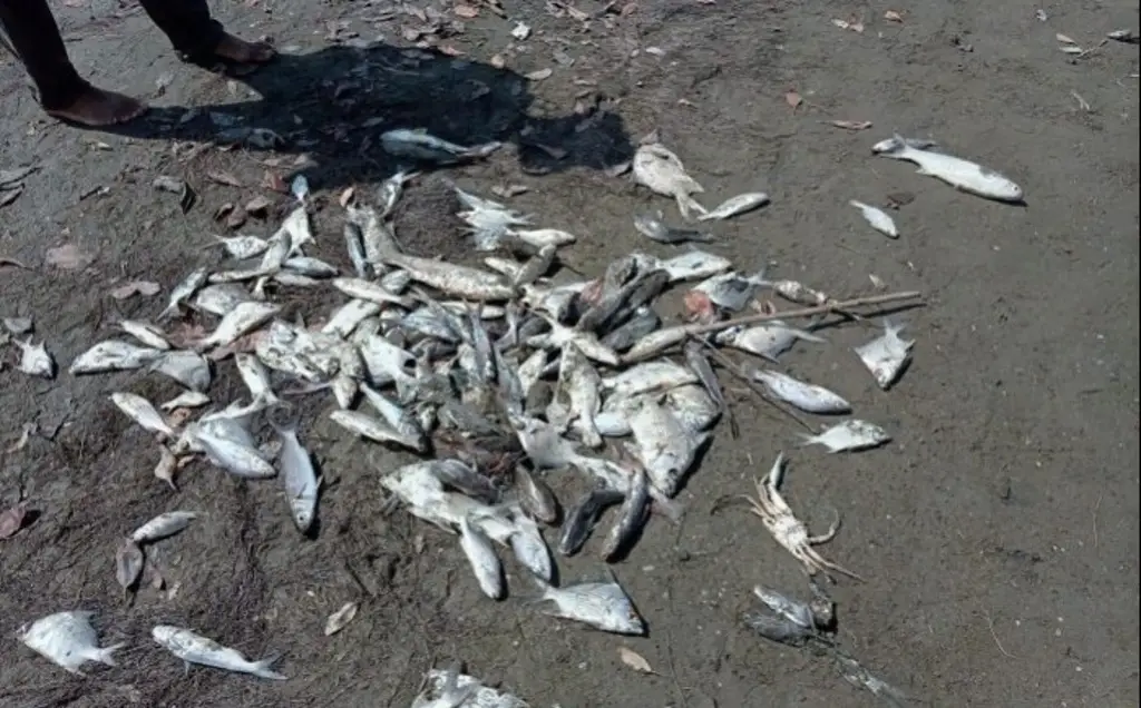 Imagen Mortandad de peces en Vega de Alatorre: pescadores piden escolleras para evitar nuevos casos