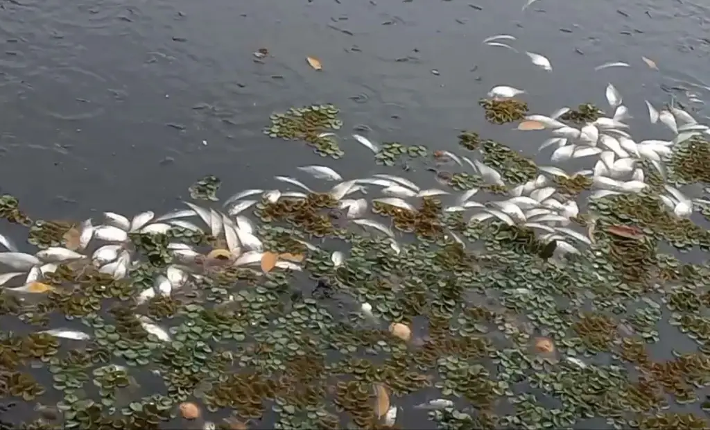 Imagen Vecinos de San Julián alertan por mortandad de peces y exceso de lirio en laguna