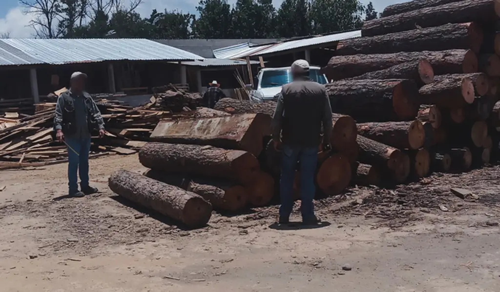 Imagen Profepa clausura aserradero en Altotonga y predio en Alvarado