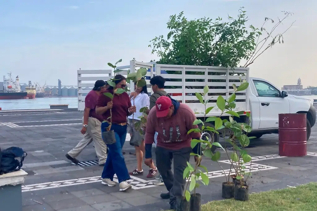Imagen ¿Vas a plantar un árbol en Veracruz? Estas especies sí recomiendan y estas no