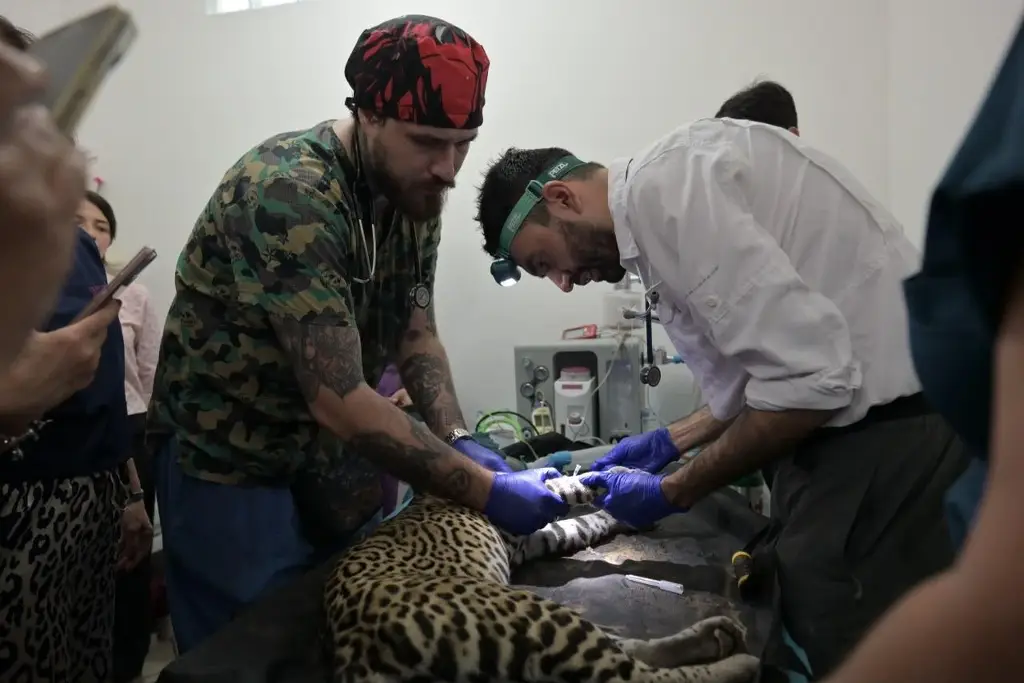Imagen Les dan su checadita: animales del zoológico de Veracruz reciben revisión veterinaria