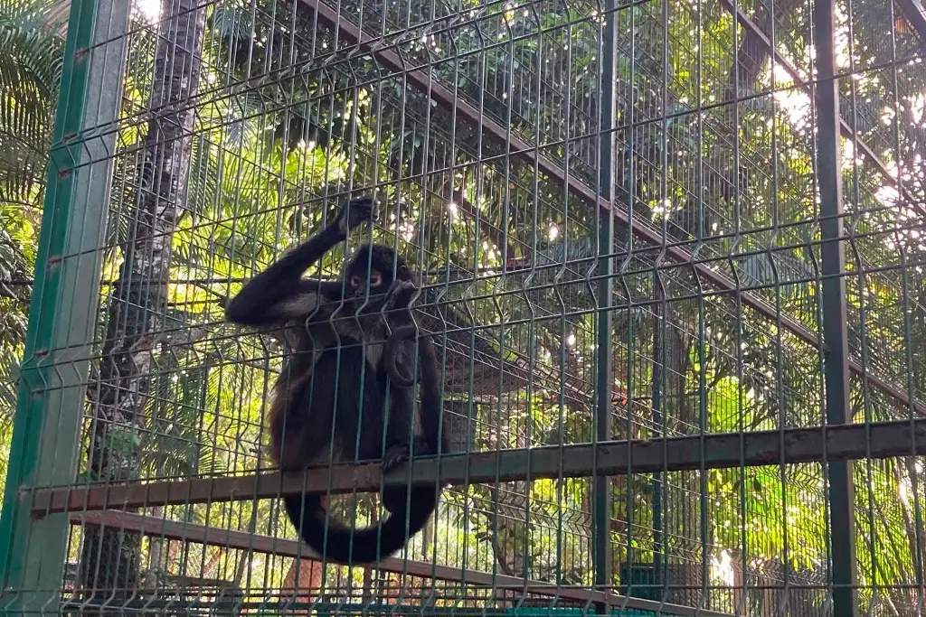 Imagen Este parque de Veracruz resguarda a 295 animales que ya no pueden volver a casa