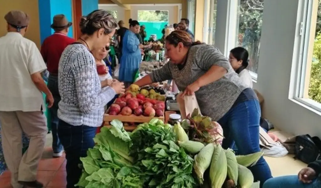 Imagen Papa roja y maíz criollo, entre los productos agroecológicos que llegan a Xalapa