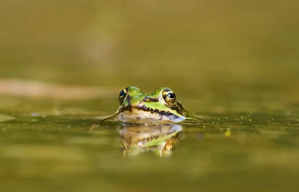 Imagen Descubren 4 nuevas especies de ranas; esto se sabe