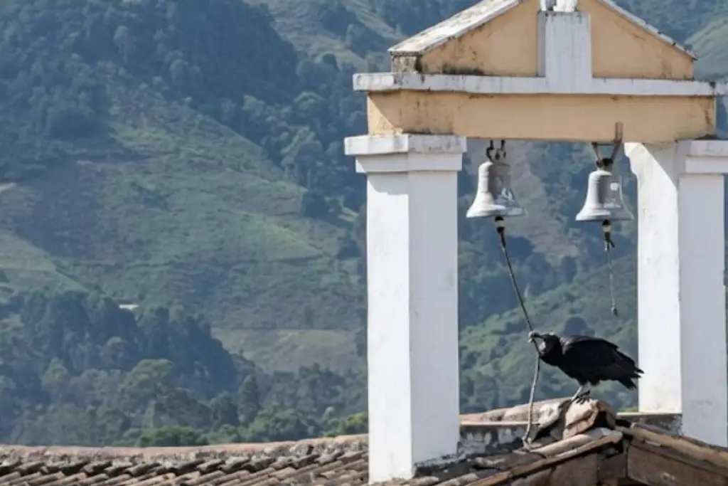 Imagen Antes del terremoto, zopilote jala cuerda de campana y sorprende en Colombia (+Video)