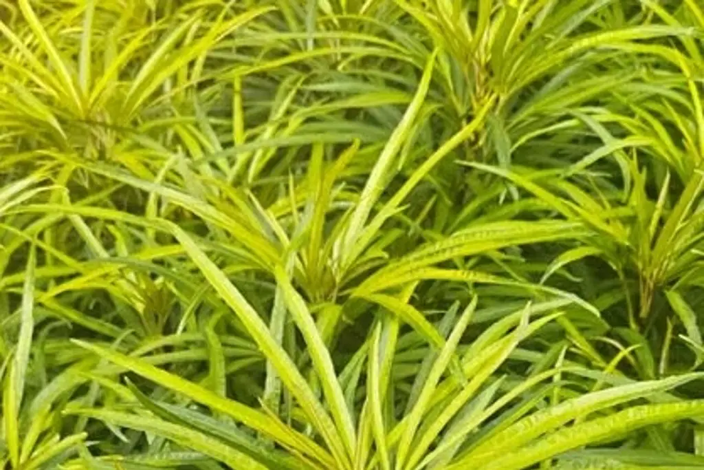 Imagen Hallan en selva de Perú primera especie de planta Neea después de casi 100 años 