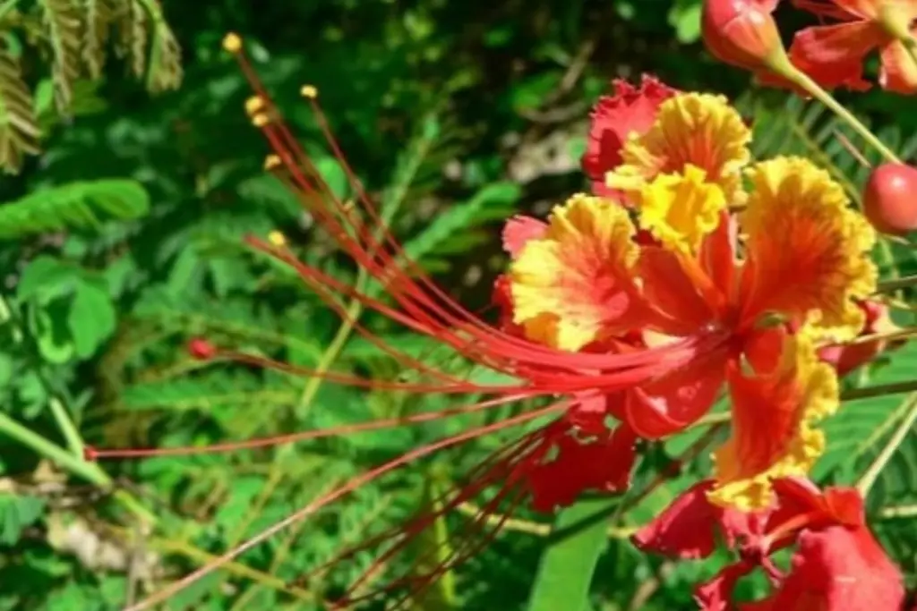 Imagen Plantarán coloridos árboles 'caballeros' en Veracruz; checa las zonas  
