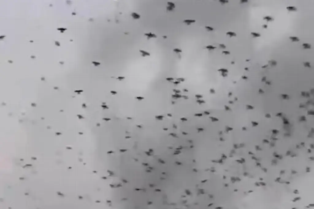 Imagen Miles de aves en costa del Golfo de México: '¿Es de buena o mala suerte?' (+Video)