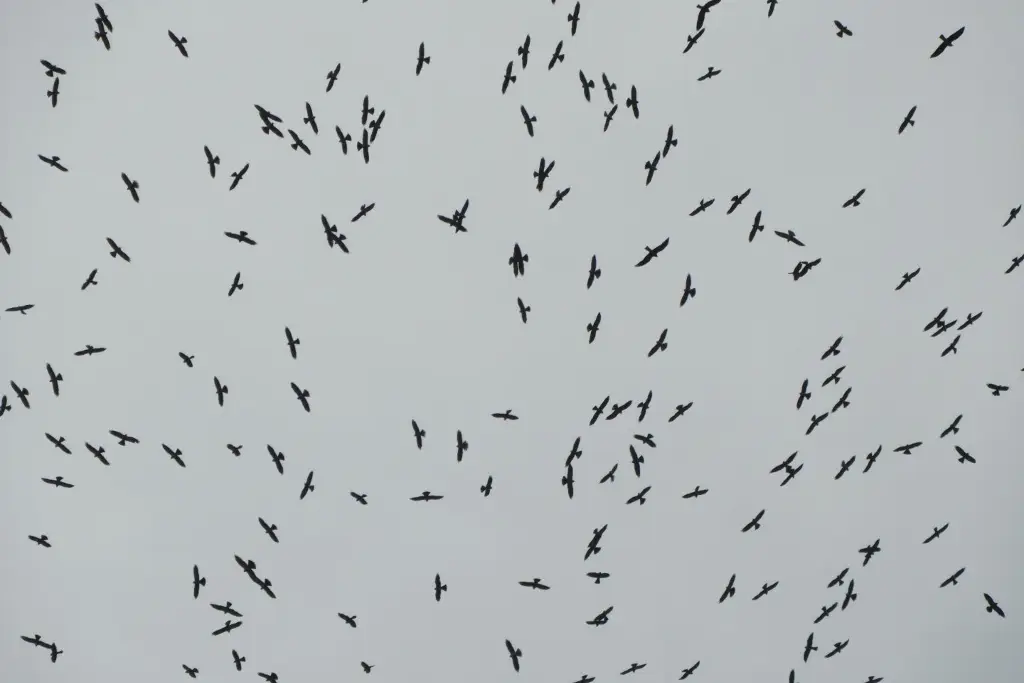 Imagen Más de 4 millones de aves rapaces migran por Veracruz cada año