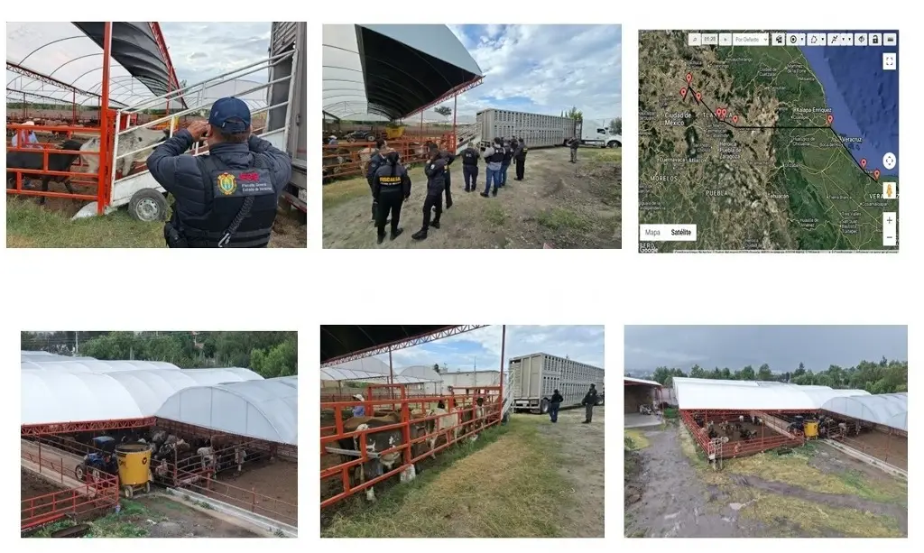 Imagen Cateo en EdoMex: recuperan cabezas de ganado sustraídas en Veracruz