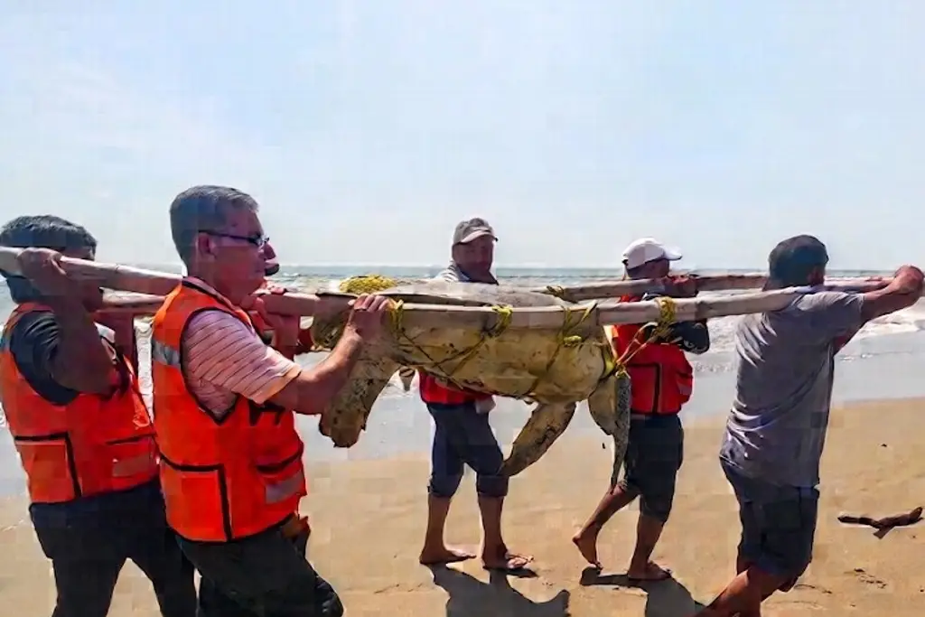 Imagen Mega tortuga queda varada en playa, al norte de Veracruz ¿Sobrevivió? (+Video)