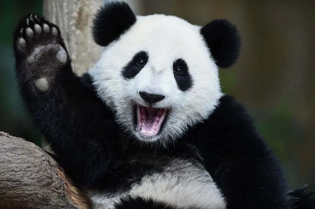 Imagen Panda gigante Mang Zai da a luz a su cuarta camada en zoológico (+Video)