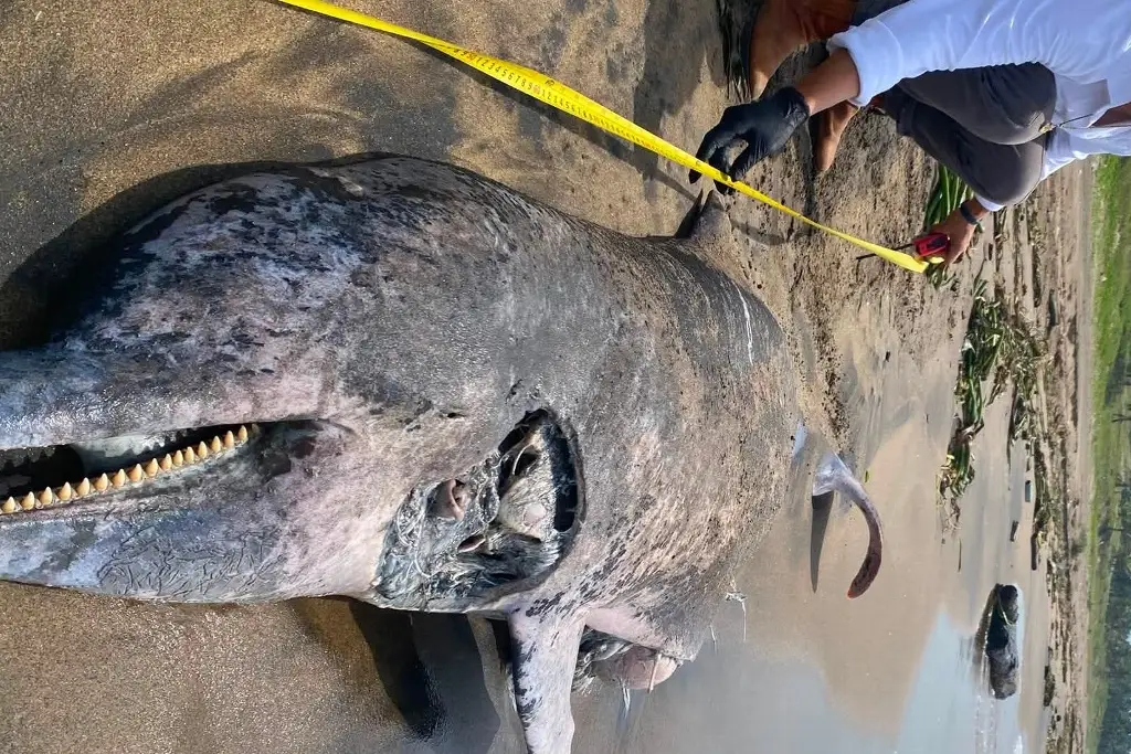 Imagen Hallan delfín muerto en playa al sur de Veracruz; esto le encontraron