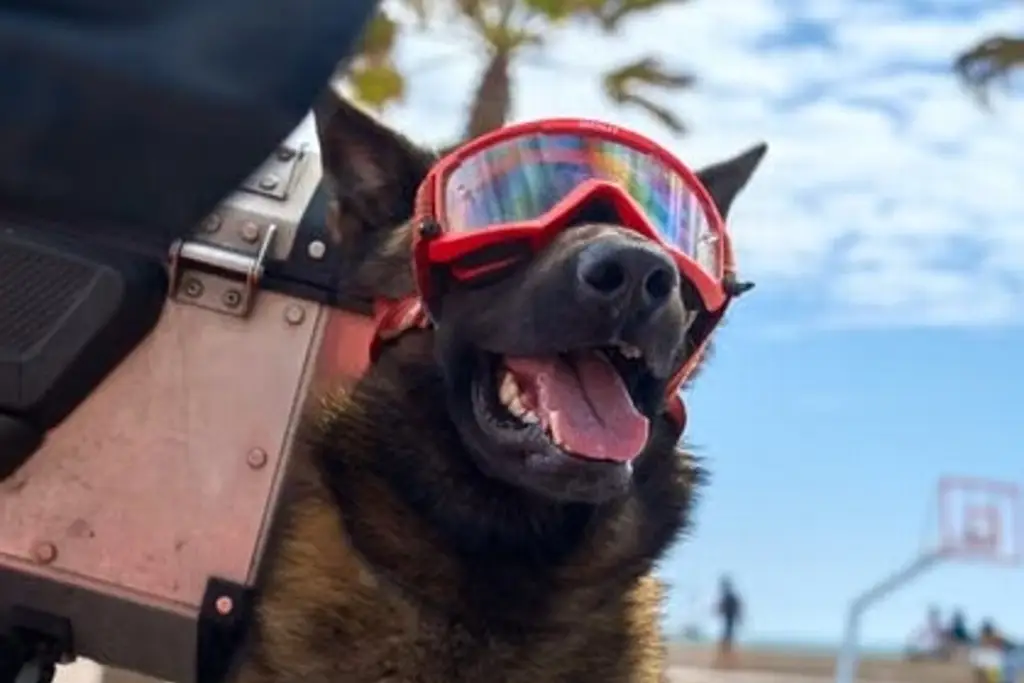 Imagen ¿Cualquier perro puede ser rescatista?; Esto es lo que debes saber