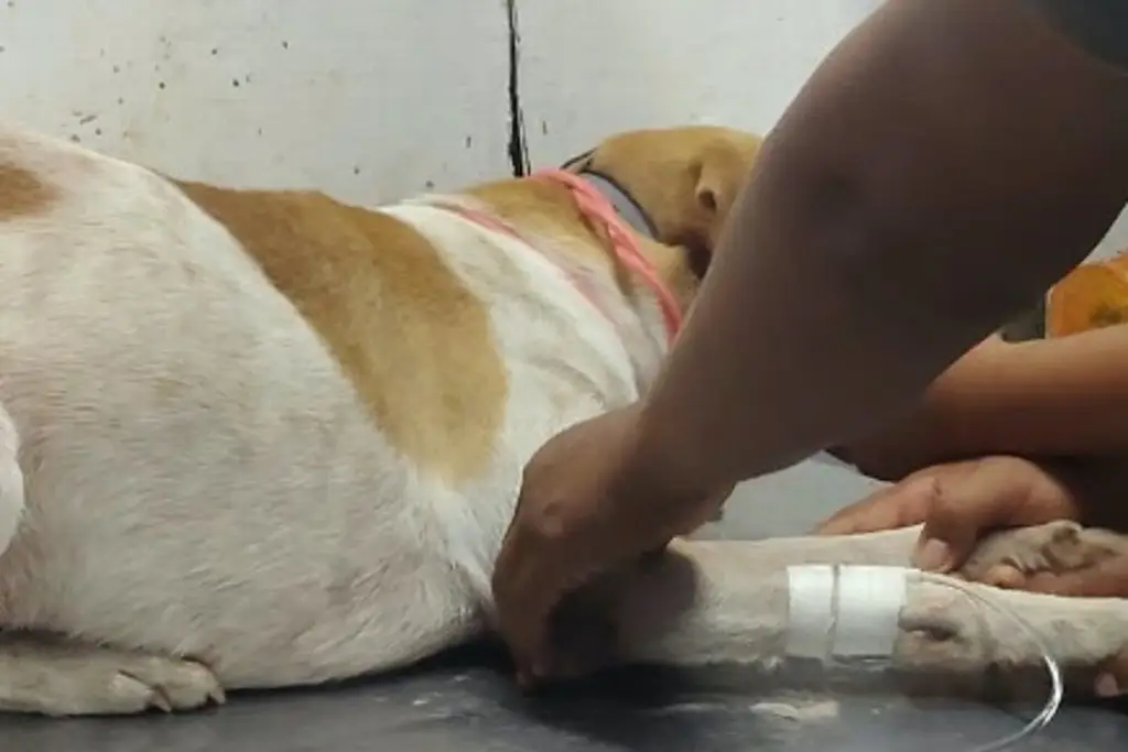Imagen El motivo absurdo por el que hombre agredió brutalmente al perrito de su vecina