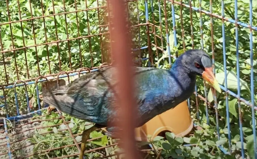 Imagen Rescatan a una extraña ave que llegó corriendo a un domicilio en Veracruz 
