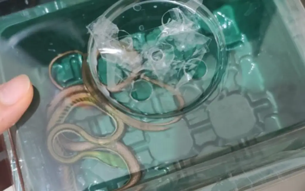 Imagen Encontró una serpiente en su casa del Coyol y esto pasó 