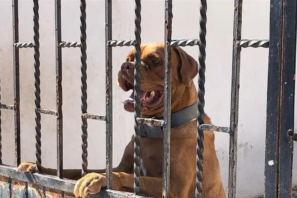 Imagen Alertan en Veracruz por perros bajo el sol sin agua ni sombra