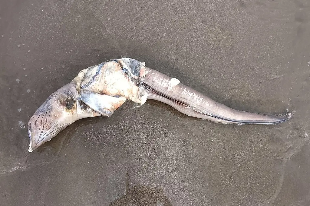 Imagen Turistas descubren extraño ejemplar muerto en playa Mocambo