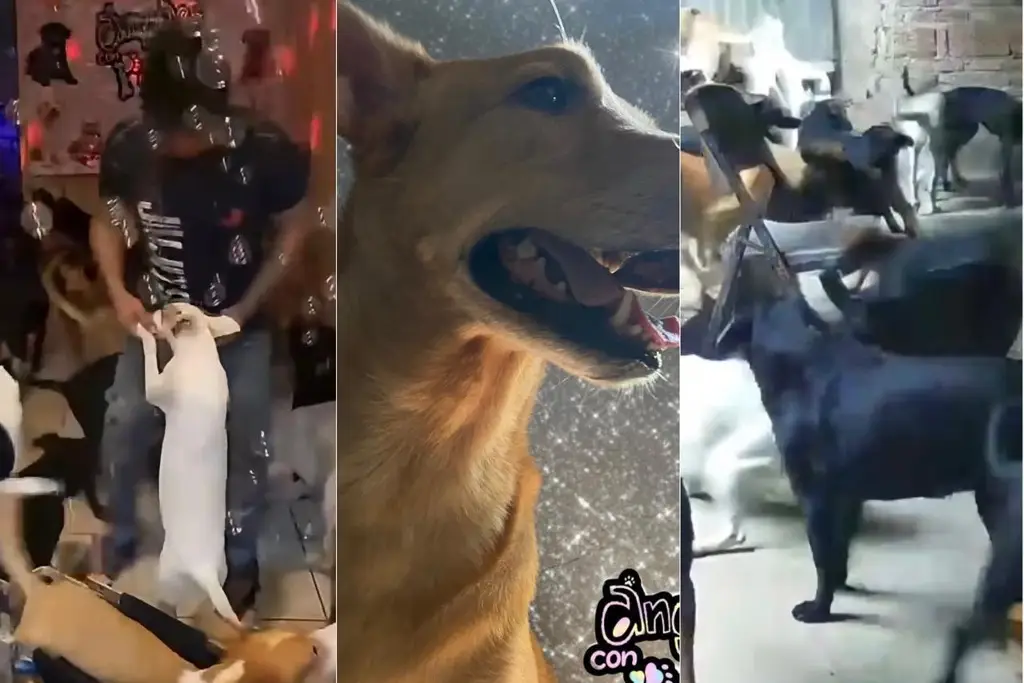 Imagen ¡Perritos de fiesta! Hacen transmisiones 'perrunas' en TikTok para ayudarlos