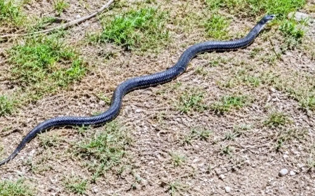 Imagen Serpiente índigo sorprende a familia dentro de su casa en Coatepec