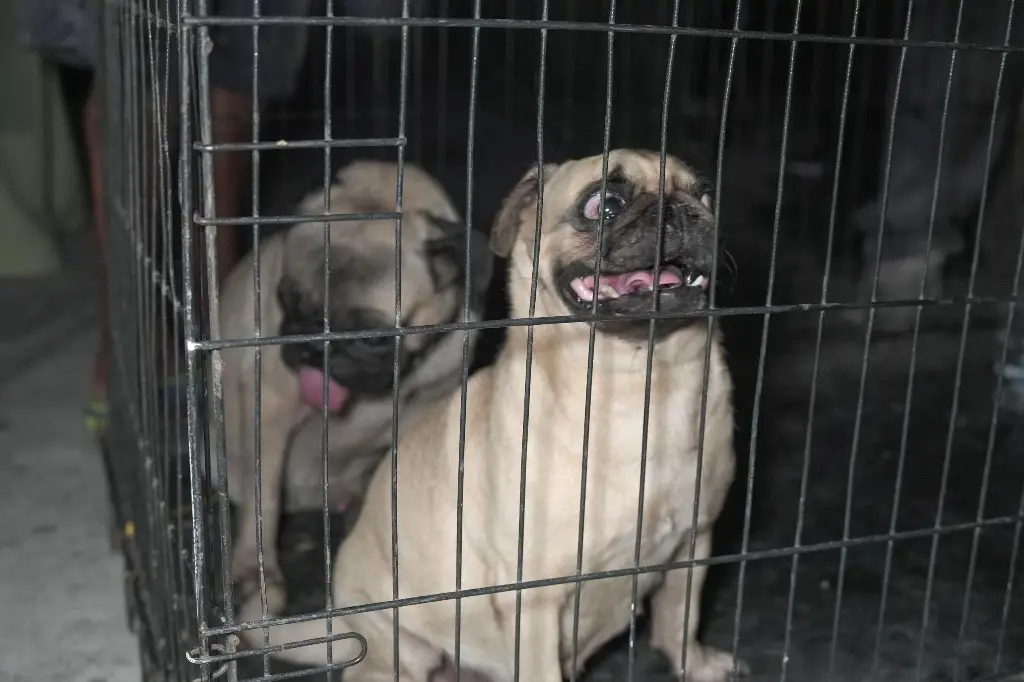 Imagen ¡Vivitos y coleando podrían pasar a mejor vida! Así los encontraron en Veracruz 