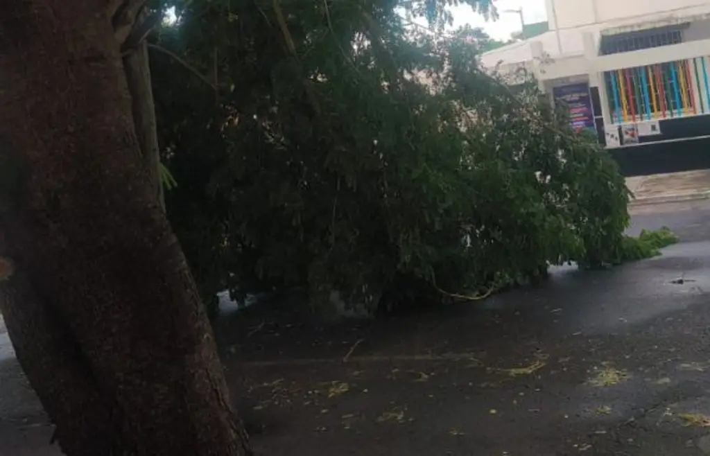 Imagen Lluvias derriban rama de árbol y causan corto circuito en colonia de Veracruz