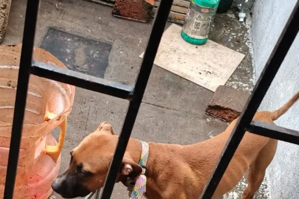 Imagen Rescatan a perrita en fraccionamiento de Veracruz; Esto ocurrió
