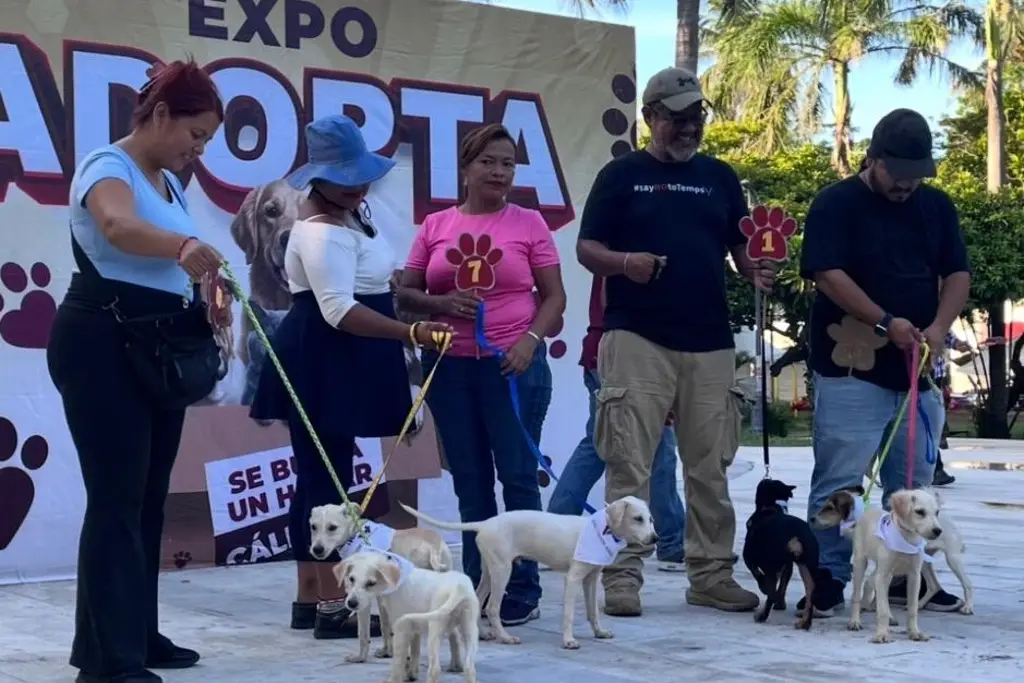 Imagen  Casi 100 esperan una familia en Veracruz… 