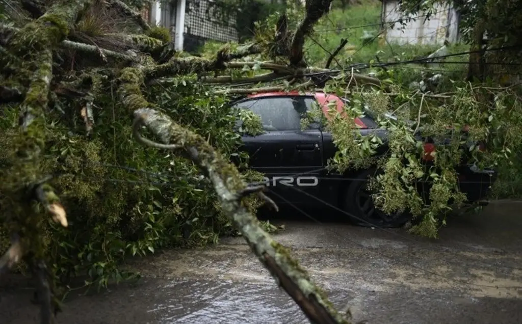 Imagen Lluvia provoca caída de árbol sobre automóvil en Xalapa