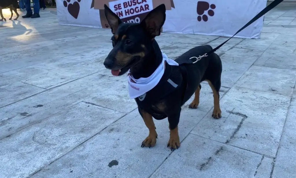 Imagen ¿Tienes perro o gato? Este domingo podrás vacunarlo GRATIS sin bajarte del carro