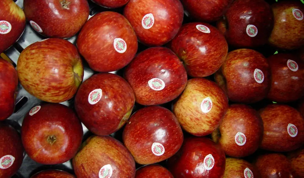 Imagen ¿De dónde viene la manzana que comes? Este estado concentra más del 80% de la producción